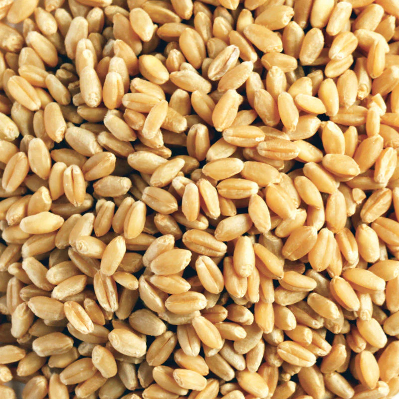 ORGANIC WHEAT GRAIN 20KG (#100183) - Image 2