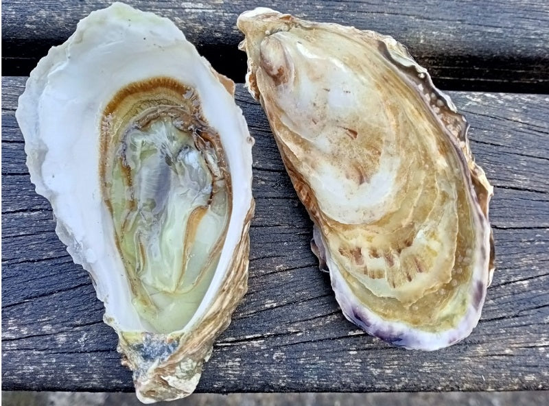 ORGANIC HOLLOW OYSTERS CANCALE NO2 24PC (#000000000000128001)